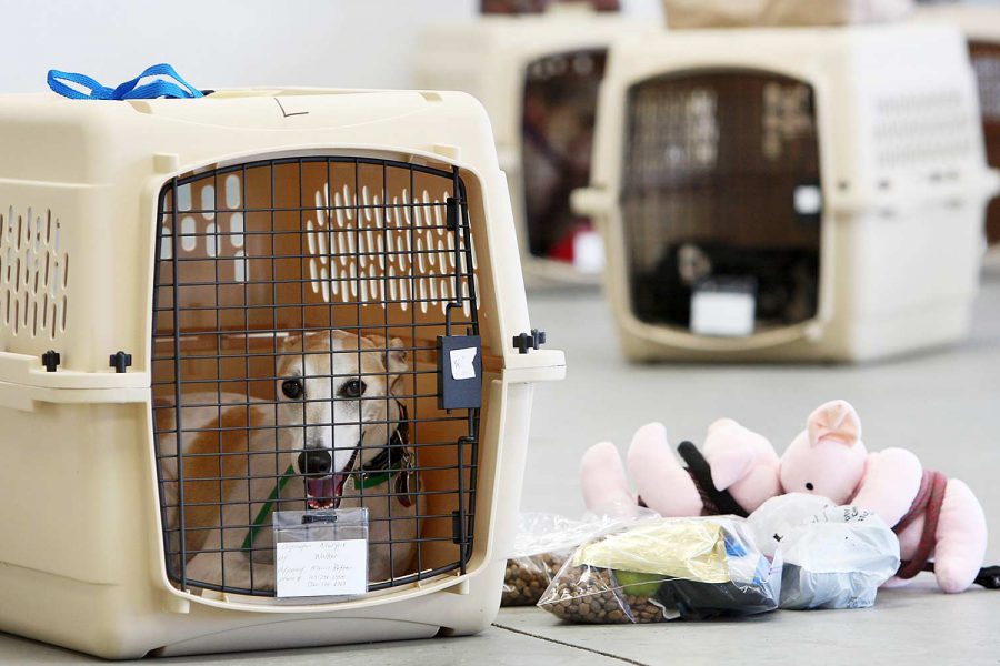 HAWTHORNE, CA - JULY 16:  A dog sits in its crate near stuff toy pigs and pet food before the southern California maiden voyage of Pet Airways on July 16, 2009 in the Los Angeles-area city of Hawthorne, California. The new pets-only airline will make stops in Denver, Chicago, Washington, DC and New York. Pet Airways, based in Delray Beach, Florida, is operating a 19-passenger Beech 1900 aircraft in partnership with Suburban Air Freight with the seats removed to carry up to 50 pets in animal crates per flight. Despite economic hard times for most U.S. businesses, the airline expects to add service to Boston later this year and expand into 25 cities within two years.  (Photo by David McNew/Getty Images.